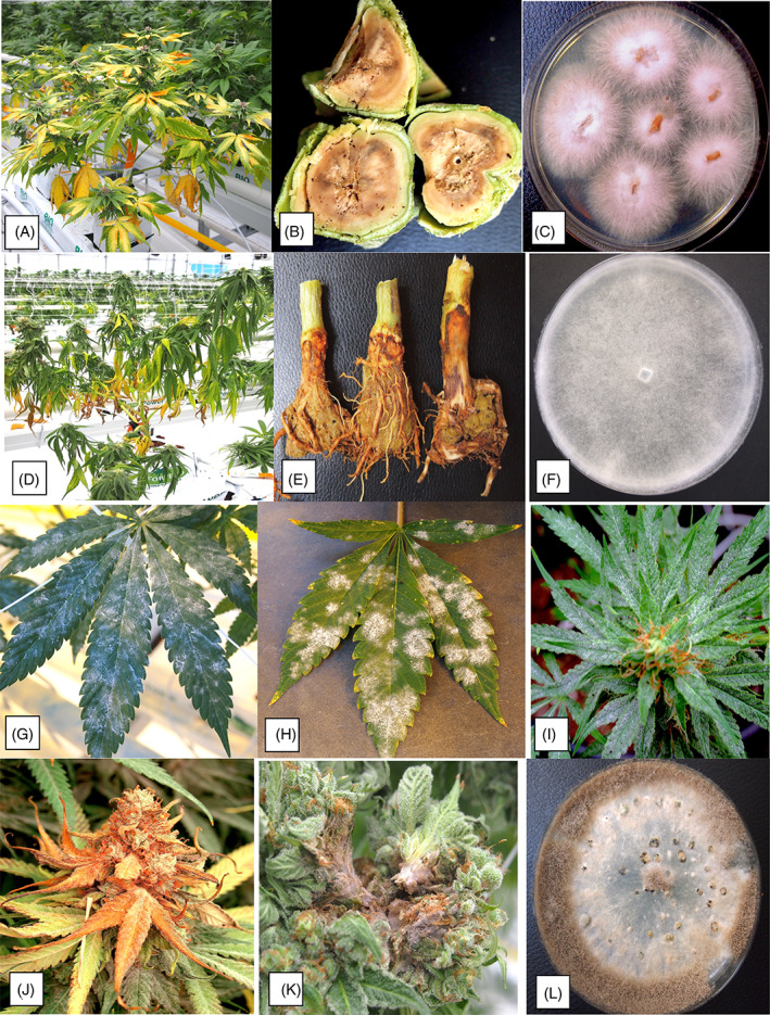The pathogens that infect cannabis plants cause different symptoms. (A)–(C) Fusarium causes yellowing of foliage and internal stem necrosis. (D)–(F) Pythium causes wilt and crown necrosis. (G)–(I) Golovinomyces causes powdery mildew on leaves and inflorescences. (J)–(L) Botrytis causes bud rot. Respective pathogen cultures are shown in (C), (F) and (L).