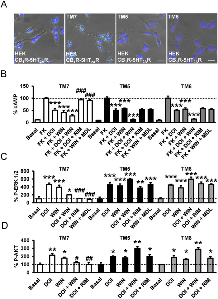Interacting protomer domains in CB1R-5-HT2AR heteromers and heteromer disruption by TM interference peptides.In (A), HEK-293T cells expressing CB1R and 5-HT2AR were treated for 4 h with vehicle (left panel) or 4 μM of CB1R TM 7, TM 5, or TM 6 interference peptides before performing proximity ligation assays. Confocal microscopy images (superimposed sections) are shown in which heteromers appear as green spots in cells treated with vehicle and with TM 7 interference peptide, but not in cells treated with TM 5 or TM 6 interference peptides. In all cases, cell nuclei were stained with DAPI (blue). Scale bars = 20 μm. In (B–D), HEK-293T cells expressing CB1R and 5-HT2AR were preincubated for 20 min with rimonabant (1 μM, RIM) or MDL 100,907 (300 nM, MDL) before stimulation for 10 min (B) or 5 min (C, D) with the CB1R agonist WIN 55,212–2 (100 nM), the 5-HT2AR agonist DOI (100 nM), or both in the presence (B) or absence (C, D) of 0.5 μM forskolin. In (B), cAMP production was determined. Values represent mean ± SEM of n = 3–9 and are expressed as the percentage of the cAMP produced in forskolin-treated cells. Quantification of phosphorylated ERK 1/2 (C) or Akt (D) was determined by western blot. Values, expressed as a percentage of basal (nontreated cells), were mean ± SEM of n = 3–6. One-way ANOVA followed by a Bonferroni post hoc tests showed a significant effect over forskolin’s effects alone in each condition (B) or over basal (C, D) (* p < 0.05, ** p < 0.01, *** p <0.001) or of the antagonist plus agonist treatment over the agonist treatment (# p < 0.05, ## p < 0.01, ### p < 0.001).