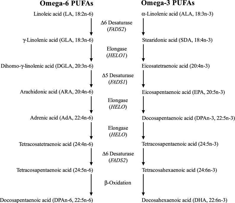 N-6 and n-3 PUFA metabolism and lipid mediators produced from ARA, DHA and EPA. Synthesis of n-6 and n-3 LCPUFA begins with desaturation of LA and ALA to γ-linolenic acid (GLA, 18:3n-6) and stearidonic acid (18:4n-4), respectively, catalysed by Δ6 desaturase (FADS2 gene). GLA is elongated to dihomo-γ-linolenic acid (DGLA, 20:3n-6) and SDA to eicosatetraenoic acid (20:4n-3) (ELOVL1 gene). Δ5-Desaturase (FADS1 gene) converts DGLA to ARA (20:4n-6) and 20:4n-3 to EPA (timnodonic acid, 20:5n-3). Two cycles of elongation (elongase-2, ELOVL2 gene) convert ARA to adrenic acid (AdA, 22:4n-6) and then tetracosatetraenoic acid (24:4n-6), and EPA to docosapentaenoic acid (DPAn-3, clupanodonic acid, 22:5n-3) and then tetracosapentaenoic acid (24:5n-3). A second desaturation by Δ6 desaturase produces tetracosapentaenoic acid (24:5n-6) and tetracosahexaenoic acid (nisinic acid, 24:6n-3), respectively. These are translocated to the peroxisome for β-oxidation by acyl-coenzyme-A oxidase (ACOX1 gene) and d-bifunctional enzyme (HSD1784 gene) and peroxisomal thiolases to produce docosapentaenoic acid (DPAn-6, osbond acid, 22:5n-6) and DHA (cervonic acid, 22:6n-3), which are translocated back to the endoplasmic reticulum