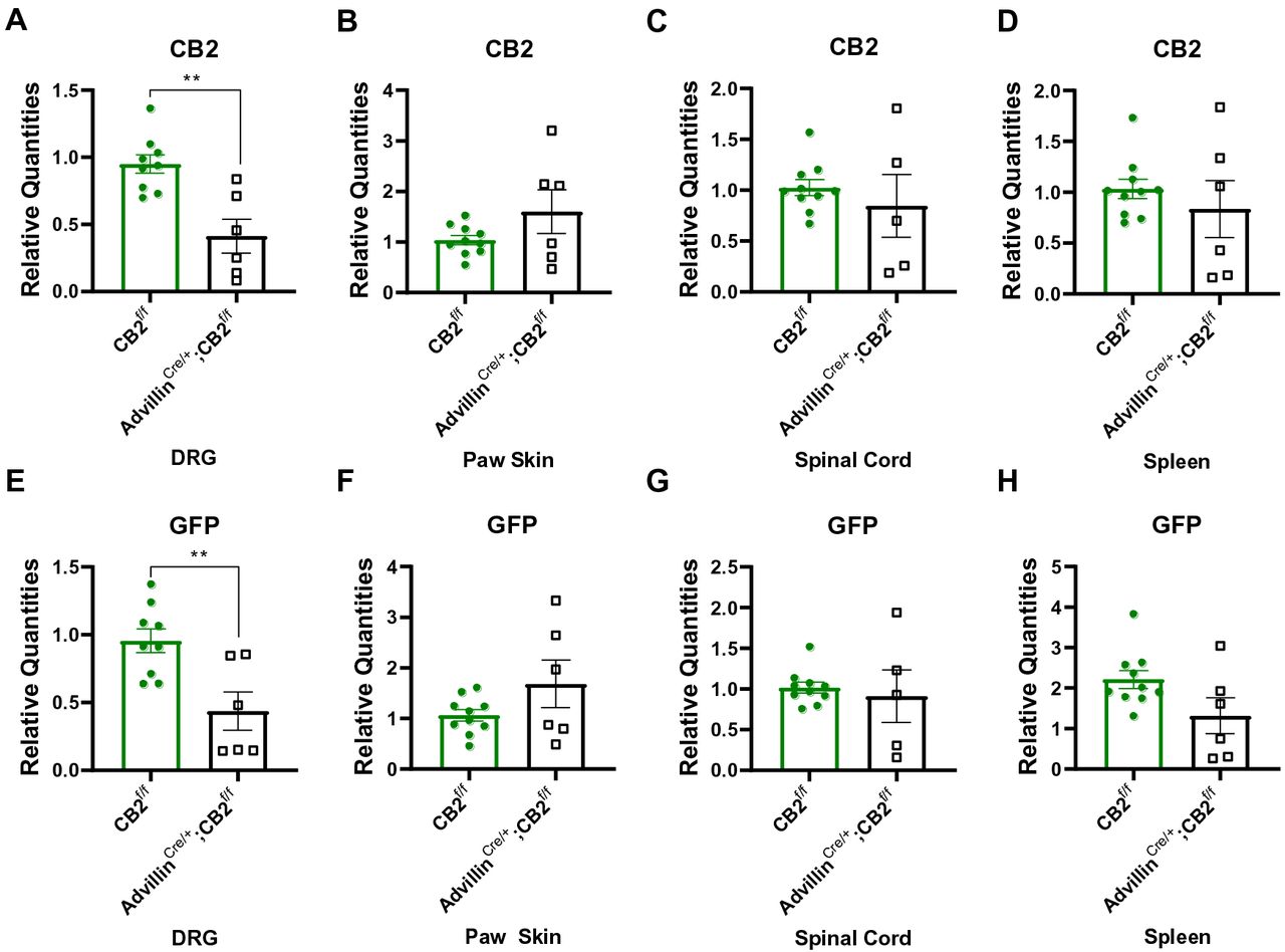 CB2 and GFP mRNA expression patterns in various tissues derived from advillinCre/+;CB2f/fmice and CB2f/f mice.Comparisons of (A-D) CB2 mRNA and (E-H) GFP mRNA in (A, B) DRG, (C, D) paw skin, (E, F) lumbar spinal cord and (G, H) spleen between advillinCre/+;CB2f/fmice and CB2f/f mice (n=6-10/group). AdvillinCre/+;CB2f/fmice display lower levels of CB2 and GFP mRNA in lumbar DRG relative to CB2f/f mice, but no difference in expression levels between genotypes for either mRNA species in paw skin, spinal cord and spleen. Values were calculated using the 2(-ΔΔCt) method. GAPDH was used as reference gene. Data are expressed as mean ± S.E.M. **p < 0.01, unpaired sample two tailed t-test.