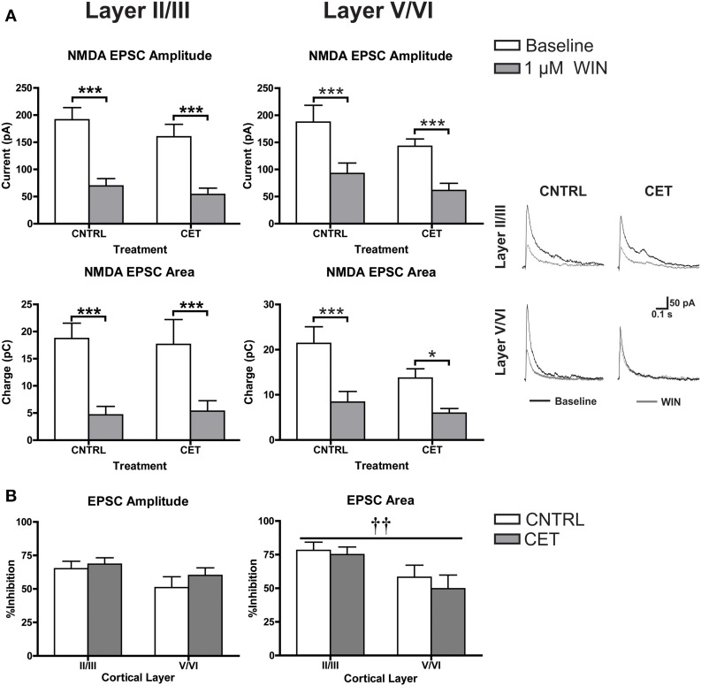 CB1-mediated inhibition of glutamatergic transmission is not altered by CET. (A) The effect of WIN on evoked NMDA EPSCs recorded from layer II/III and layer V/VI PNs in control and CET cultures (N = 8–9). White bars represent baseline measures and gray bars represent EPSCs recorded following a 10 min application of WIN (1 μM). The traces to the right are representative examples from each of the four groups. Traces in black are baseline, and the superimposed gray traces are from the same neurons in the presence of WIN. (B) The percent inhibition of EPSCs by WIN in layer II/III and layer V/VI neurons from CET and control cultures. White bars represent control treated cultures and gray bars represent data from CET cultures. All data shown are mean ± s.e.m. Symbols: †, main effect of cortical layer; *, significant pair-wise comparison. For all symbols conferring statistical significance: single symbol p < 0.05, double symbol p < 0.01, triple symbol p < 0.001.