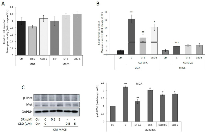 HGF secreted levels in culture media from MDA-MB-231 or MRC5 cells treated for 24 h with SR or CBD 5 μM (A) and with CM as indicated (B). Histograms represent densitometric analyses of the membrane spots on the antibody array. (C) Representative Western Blots and densitometric analyses of c-Met total and phosphorylated forms. GAPDH was used as loading control. Data are expressed as mean ± SD of at least three independent experiments. *** p < 0.005 vs. untreated basal Ctr; # p < 0.05, ## p < 0.01 vs. untreated control (C) from CM.