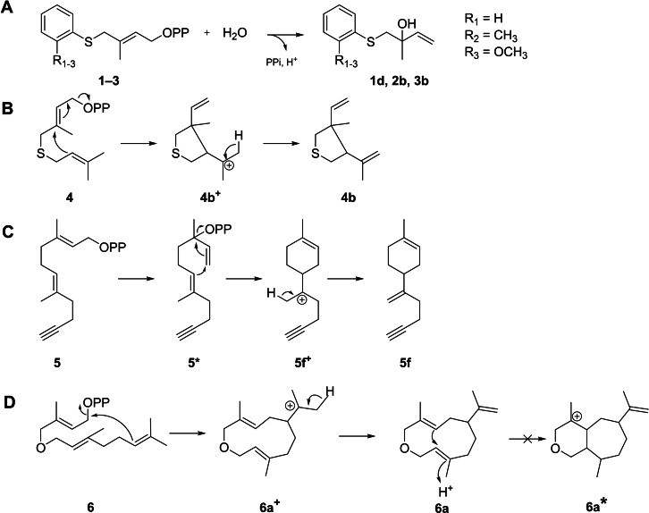 Proposed mechanisms for the formation of reaction products from substrates 1–6. A) Hydrolytic conversion of aromatic diphosphates 1–3 into linalool derivatives. B) Cyclization of thia‐homo‐GPP 4 into 4 b likely via a transoid 5‐exo‐trig reaction. C) Formation of 5 f by isomerization of the transoid intermediate into the cisoid neryl‐like diphosphate (5*) by the standard 6‐exo‐trig‐cyclization. D) Cyclization of oxa‐homo‐FPP substrate 6 into germacrenyl‐like cation 6 a+ , inhibiting transannular follow‐up reactions.