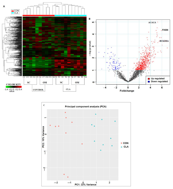 Differential expression analysis of phosphoproteome by IDEP 9.1 server using fold change and p-values of phosphopeptides. (A) Heat map analysis of significantly expressed phosphopeptides of control cow subcutaneous (SC) AT (C1–C5); control cow omental (OM) AT (C6–C10); CLA-supplemented cow SC AT (T1–T5); CLA supplemented OM AT (T6T10). The data represent the mass intensity of each peptide in the individual cows. Red boxes indicate upregulation, green boxes represent downregulation, and black boxes represent no change. (B) Volcano plot illustrates the significant expressed peptides of CON vs. CLA-supplemented dairy cows. The significant upregulated peptides are in red color and downregulated are in blue color. X-axis represents fold change and y-axis represented p-value. FASN-fatty acid synthase; ACACA-acetyl-CoA carboxylase 1; BCKDHA-branched-chain keto acid dehydrogenase E1 alpha. (C) Principal component analysis (PCA) of 22% variance in CON vs. CLA-supplemented SC and OM AT. PCA representing the separation of CON (red circles) with CLA-supplemented (blue triangles) samples.