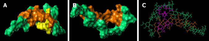 Molecular modelling of interaction between lipoteichoic acid and chitin-glucan. A: Trapping of lipoteichoic acid (LTA) (colored in yellow) by chitin-glucan (CG) (chitin moiety colored in orange and glucan moiety colored in green); B: Folding of CG showing a small hole occupied by the shortest lipidic side chain of LTA (chitin moiety colored in orange and glucan moiety colored in green); C: Interactions of LTA (colored in magenta) with CG (chitin moiety colored in orange and glucan moiety colored in green) via four hydrogen bonds (yellow dashed line).