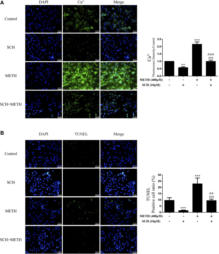 Intracellular Ca2+ and apoptosis levels in neurons incubated with SCH23390 and/or METH. (A) Apoptosis level in neurons. (B) Intracellular Ca2+ level in neurons. ** p < 0.01 or *** p < 0.001 compared with control group, ### p < 0.001 compared with METH group, && p < 0.01 or &&& p < 0.001 compared with SCH23390 group; Tukey HSD post-hoc comparison after significant ANOVA.