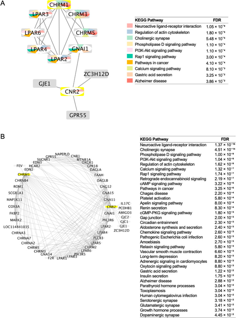 Downstream signaling networks and interacting protein partners of CB2R and M1R. (A) Network expanded to include the 10 nearest interacting proteins for each receptor. (B) Network expanded to include the 50 nearest interacting proteins. In both panels, the original query proteins (CB2R and M1R) are highlighted in yellow, while all other nodes are shown in gray.