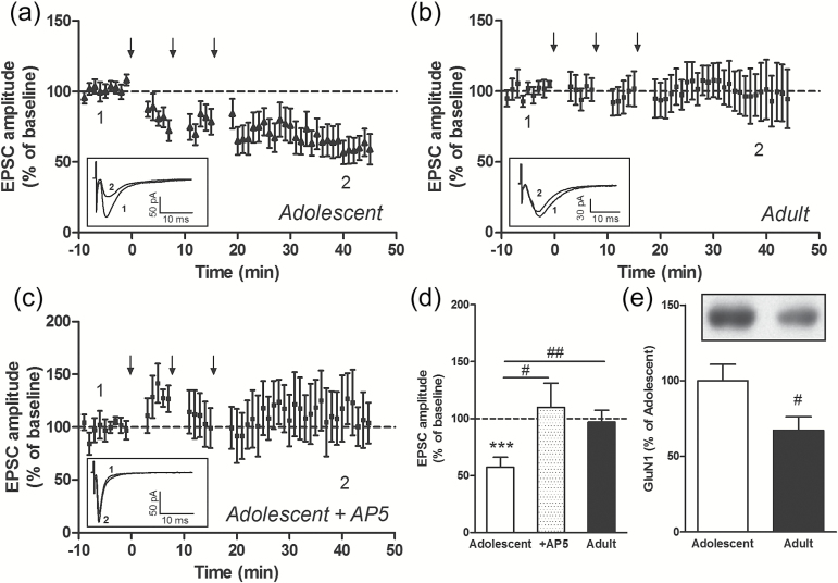 N-methyl-d-aspartate (NMDA) receptor-dependent long-term depression (LTD) in the nucleus accumbens (NAc). Moderate stimulation (3 bouts of 5 Hz, 3 minutes each, paired with membrane depolarization to −50 mV, applied at the times indicated by the arrows) induces LTD of the excitatory postsynaptic currents (EPSC) in NAc projection neurons of adolescent mice (n=15 medium spiny projection neurons [MSNs]) (a). The same stimulation protocol does not induce LTD in adult mice (n=11 MSNs) (b) and in adolescent mice in the presence of dl-2-amino-5-phosphonopentanoic acid (n=5 MSNs) (c). Insets show examples of EPSC recordings in 3 MSNs at the time points indicated on the graphs, that is, before (1) and 35 to 40 minutes after (2) the first 5-Hz bout. Average magnitude of stimulation-induced LTD in adolescent (control MSNs and MSNs recorded in the presence of AP5) and adult NAc (d). ***P<.001 compared with baseline (paired Student’s t test); #P<.05, ##P<.01 (unpaired Student’s t test). Protein levels of GluN1 in the NAc of adolescent (n=12) and adult (n=9) mice (d). #P<.05 (unpaired Student’s t test).