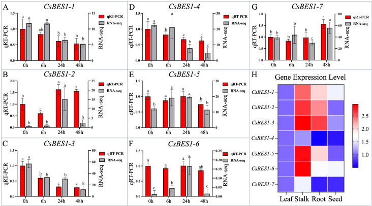 Seven bar charts labeled A to G display qRT-PCR (red bars) and RNA-seq (gray bars) gene expression levels for CsBES1-1 to CsBES1-7 at four time points: 0, 6, 24, and 48 hours, with statistical groupings marked by letters above each bar. Panel H shows a heatmap of gene expression levels for the seven CsBES1 genes across leaf, stalk, root, and seed tissues, with a color gradient from blue (low) to red (high).