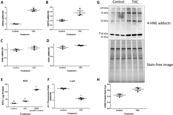 THC increases transcriptional markers of stress responses, ROS production and lipid peroxidation in HTR8/SVneo cells without changing the expression of superoxide dismutases. Summary histograms are shown of relative HSP60 (A), HSP70 (B), SOD2 (C), and SOD1 (D) transcript expression in each treatment group following 48 h exposure to 20 µM THC which were normalized to 18S, then compared to the gene in the vehicle control group. (E) DCFDA assays were performed to determine intracellular ROS levels following THC treatment. Tert-Butyl Hydrogen Peroxide (TBHP) solution (100 µM) was used as the positive control. Results were normalized to the protein content of cell lysates via the BCA assay, which enables the standardization of ROS production as a function of cell number (protein level). (F) THC decreased JC-1 fluorescence ratio. (G) A western blot showing four major protein bands with molecular weights of approximately 120, 75, 50, 20 and 15 kDa showed immunoreactivity for 4-HNE modifications in control and treated trophoblast cells from whole cell lysates (20 µg). (H) Quantification of the density of the four major protein bands in the 4-HNE blot for each treatment group are shown as a ratio normalized to stain-free image. The hashtag (#) indicates a ~ 20 kDa band of proteins which show greater sensitivity to oxidative damage. The individual points represent measurements (n = 3), the horizontal lines represent the means and the error bars represent SEM. Significant differences were determined by Student’s t-test. *** P < 0.001 (A,E), * P < 0.05 (B,H), P = ns (C,D), P < 0.001 (F). RFU relative fluorescence units.