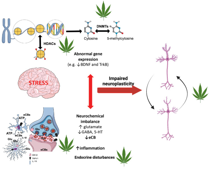 Overview of cannabis interactions with epigenetic mechanisms in relation to molecular alterations caused by stress. Stress is the main environmental factor increasing vulnerability to depression by causing dysregulation of several neurotransmitter systems (monoamines, endocannabinoids, glutamate, GABA), increased neuroinflammation, endocrine disturbances and impaired neuroplasticity, which result in impaired adaptation to subsequent aversive life events and depressed mood. All these mechanisms can be regulated by epigenetic changes, such as histone modifications (e.g. by HDACs), and DNA methylation (by DNMTs) since they exert transcriptional control over synthesizing and degrading enzymes, transporters, receptors, neurotrophins, synaptic proteins and inflammation mediators. Conversely, since the epigenetic machinery is regulated by neuronal activity, it can be directly influenced by brain’s neurochemical milleu. Cannabis, through its major constituents (CBD and THC), can “erase” stress-induced epigenetic changes by targeting neurotransmitter receptors and the neurochemical milleu, or by directly regulating the activity of DNMTs and other enzymes.