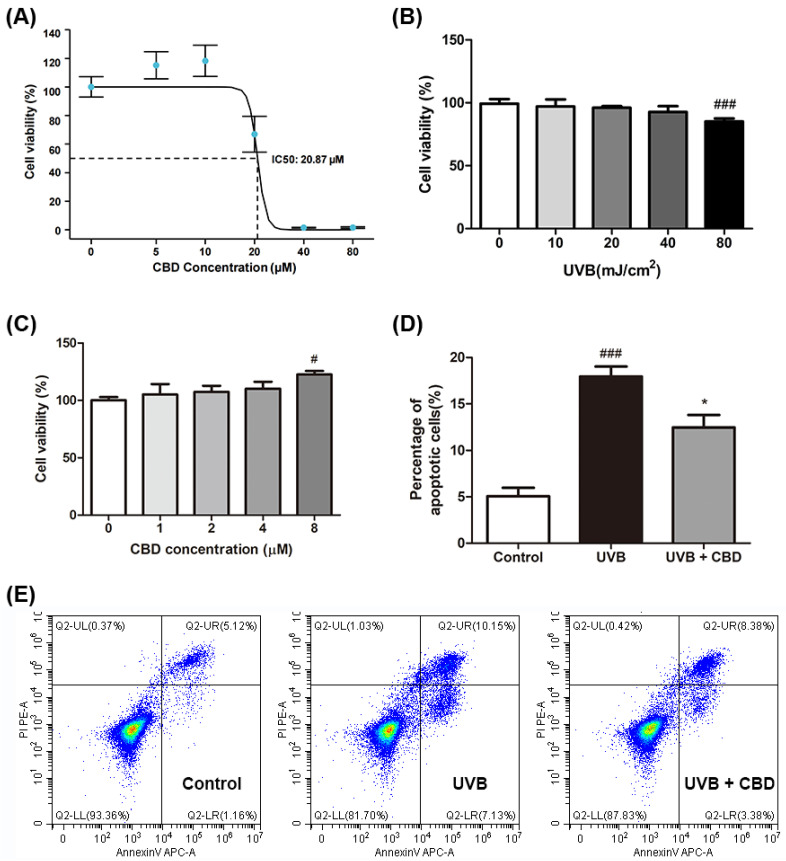 Effects of CBD on UVB-induced cytotoxicity and apoptosis in HaCaT cells: (A) Cells were incubated with CBD (5, 10, 20, 40, and 80 μM) for 24 h, and the cell proliferation activity of each group was detected by the CCK-8 assay (n = 6). (B) To detect the effects of UVB irradiation on cell viability, HaCaT cells were irradiated with UVB at varying doses and cultured for 24 h (n = 6). (C) Effect of CBD treatment for 24 h on the viability of UVB-irradiated HaCaT cells. Cell viability was measured by the MTT method. HaCaT cells were irradiated at 80 mJ/cm2, followed by incubation with CBD (0, 1, 2, 4, and 8 μM) for 24 h (n = 6). (D,E) HaCaT cells were irradiated at 80 mJ/cm2, followed by incubation with 8 μM CBD for 24 h. Cells were harvested and stained with Annexin V/PI staining reagents to measure the population of apoptotic cells using a flow cytometric assay. Results are presented as the mean ± SD (n = 3); # p < 0.05 and ### p < 0.001 as compared with the control group; * p < 0.05 as compared with the UVB-irradiated group.