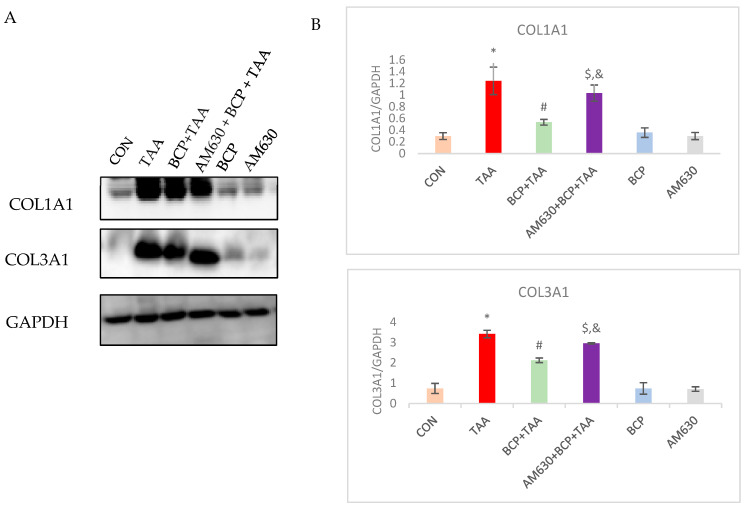 Expression of COL1A1 and COL3A1 in liver tissue. (A) Blots of COL1A1 and COL3A1 expression; (B) corresponding densitometric quantification of COL1A1 and COL3A1. Data is presented as mean ± SEM (n = 3). * p < 0.05 CON vs. TAA, # p < 0.05 TAA vs. BCP + TAA, $ p < 0.05 BCP + TAA vs. AM630 + BCP + TAA, & p > 0.05 (n.s.) AM630 + BCP + TAA vs. TAA (one-way ANOVA followed by DMRT). CON: Control, TAA: Thioacetamide, BCP: β-Caryophyllene, BCP + TAA: β-Caryophyllene + Thioacetamide treatment, AM630 + BCP + TAA: β-Caryophyllene + AM630 + Thioacetamide.