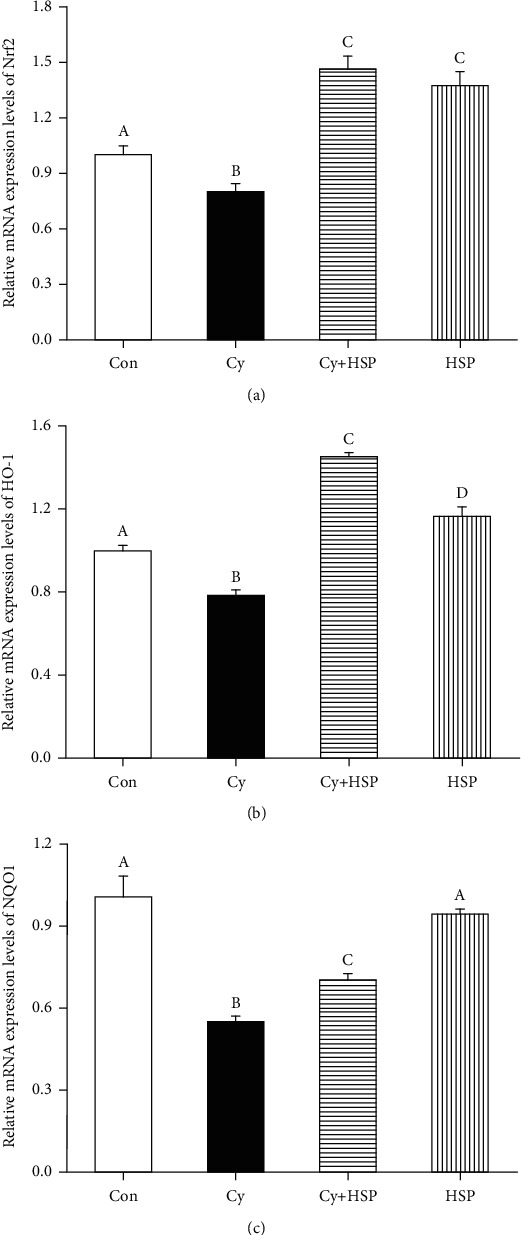 Effect of hemp seed polysaccharide on the expression levels of the relative genes Nrf2 (a), HO-1 (b), and NQO1 (c) in ileum of mice. Each bar represents mean ± SEM (n = 10). Bars with different letters (A, B, C, and D) are statistically different (p < 0.05).