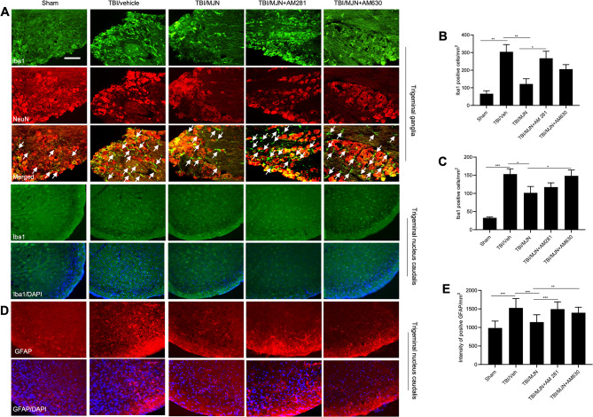 The elevated astrocytes and microglia/macrophages accumulation in TG and TNC of mTBI mice was attenuated by MJN110 in a cannabinoid receptor dependent manner. On day 14 post-injury, the Iba1-positive immunostaining was significantly increased in the TG and TNC (A; arrows in the merged images point to macrophages) of the mTBI mice. MJN treatment remarkably reduced positive Iba1 cells in both regions (B, C). Co-administration of AM281 significantly reversed the MJN inhibitory effect on macrophages accumulation in the TG (B), but not in the TNC (C). Conversely, addition of AM630 significantly reversed the MJN effect in TNC (C), but not in TG (B). Both CB1 and CB2 receptor antagonists reversed MJN effect on GFAP accumulation in the TNC (D, E). *, p < 0.05, **, p < 0.01, and ***, p < 0.001 (n = 8/group). Scale bar = 50 μm