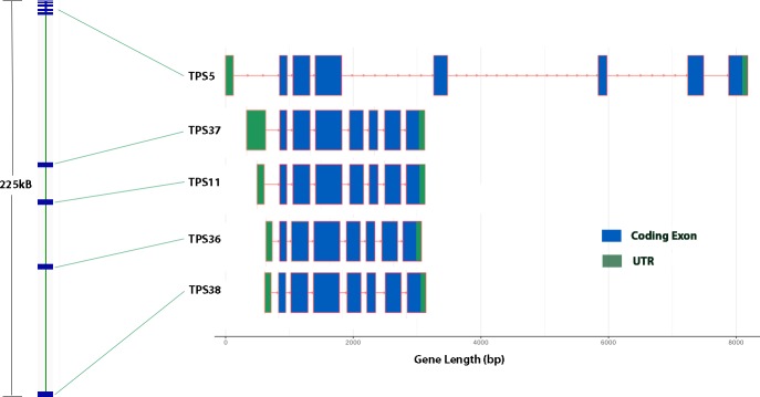 TPS5/TPS11 monoterpene synthase cluster.On the left is the overall organization of this 225kB long cluster, with detailed exon structure on the right.