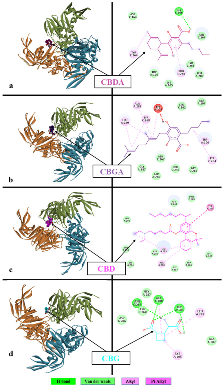 Molecular docking interaction of (a) CBDA, (b) CBGA, (c) CBD, and (d) CBG with SARS-CoV-2 PLpro protein. Ribbon diagram with the solvent surface rendered view and 2-dimensional interaction diagram showing interactions of respective cannabinoids with SARS-CoV-2, PLpro protein active site. The various interaction types are indicated by different colors provided in the color panel at the bottom. BIOVIA Discovery Studio 2020 client was used to visualize and analyze the interactions.