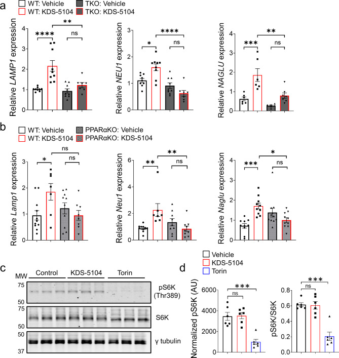 KDS-5104 increases TFEB lysosomal genes independent of mTORC1. (a) qPCR analysis of lysosome enzyme genes LAMP1, NEU1, and NAGLU in vehicle or KDS-5104 treated WT and TKO cells (n = 8/condition). (b) qPCR analysis of Lamp1, Neu1, Naglu in vehicle or KDS-5104 treated WT and PPARαKO primary microglia cultures (n = 10/condition). (c) Western blot analysis of total and phosphorylated S6K (pS6K) levels in primary microglial cultures treated with vehicle (Control), KDS-5104 (10 µM) or Torin (500 nM). γ-tubulin was used as a loading control. (d) Quantification of pS6k expression level normalized to γ-tubulin (left) and the ratio of pS6k to total S6k (right) (n = 6/condition). AU: artificial unit. For all panels, data are presented as mean ± SEM. ns: non-significant, *p < 0.05, **p < 0.01, ***p < 0.001, ****p < 0.0001. One way ANOVA with Tukey’s multiple comparisons tests as the post hoc analysis