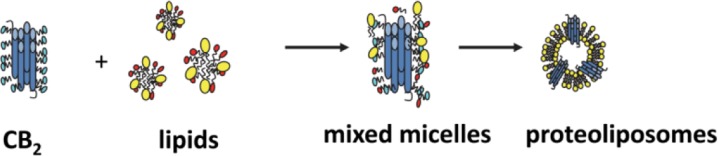Preparation of proteoliposomes containing purified CB2.