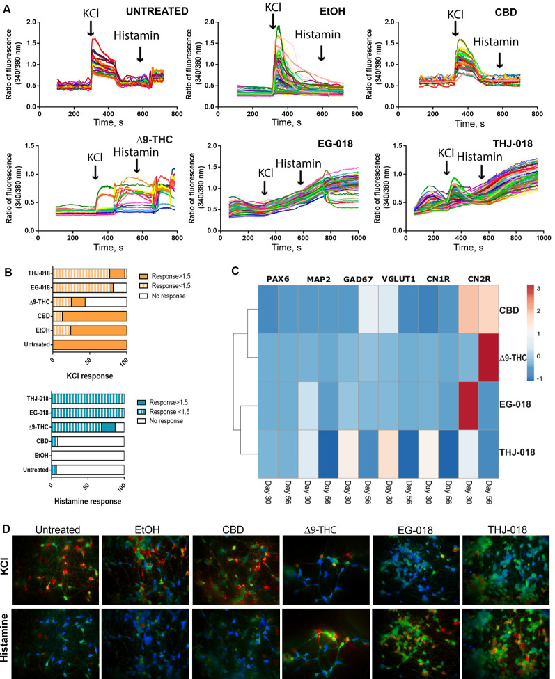 Functional assessment of cannabinoid-treated cultures on day 56. (A) Single-cell calcium imaging (SCCI) analysis of day 56 cultures showing abnormal response to KCl and histamine stimuli by Δ9-THC, EG-018, and THJ-018-treated neuronal cells. (B) Summary of SCCI analyses presented as percentage of responding and non-responding cells for KCl and histamine stimulation. The timepoint of response corresponds to the peak seen in the graph in panel (A), and the ratio of fluorescence value for this timepoint over baseline level >1 was considered as a response. For EG-018 and THJ-018 conditions, the last time point before washing was used to calculate the response to histamine stimulation. (C) Hierarchical clustering illustrates relative expression levels of different genes at day 30 and 56 of neural differentiation. PAX6, MAP2, GAD67, VGLUT1, CNR1, and CNR2 were analyzed by qRT-PCR. Rows are centered; unit variance scaling is applied to rows. Rows are clustered using correlation distance and average linkage. Corresponding qRT-PCR data are presented in Supplementary Figure S2. (D) Single-cell calcium imaging. Representative ratio images for different culture conditions on day 56. Images were taken immediately after cells received the indicated stimulus (KCl or histamine).