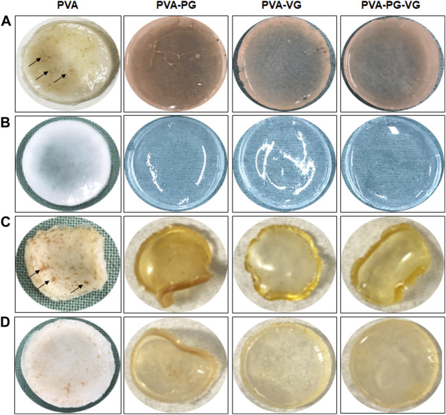 Production of THC-rich hydrogels. Hydrogels were produced using PVA-PG, PVA-VG, and PVA-PG-VG. The THC was added to the hydrogel before the 8 freeze-thaw cycles. The hydrogels were observed visually and photographed: (A) hydrogels immediately after the freeze-thaw cycles, (B) hydrogels without THC, (C) hydrogels after drying, and (D) hydrogels after rehydration in PBS.