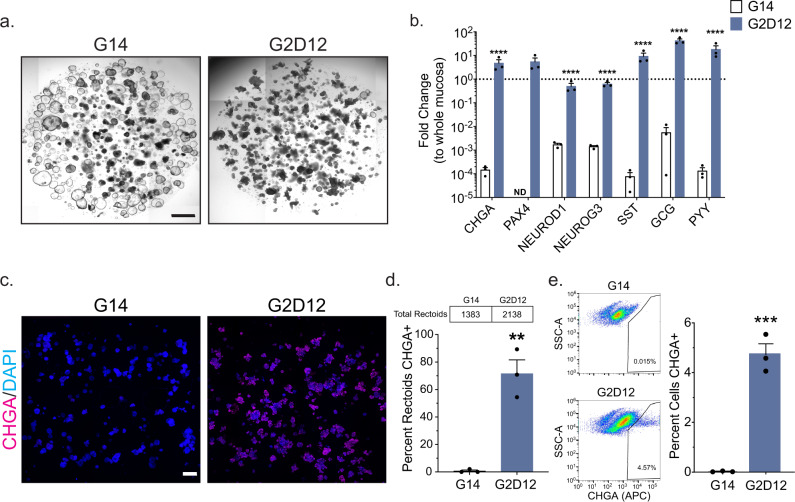 Induction of the Enteroendocrine Lineage in Rectoids.a Representative light microscopy of rectoids (whole well) grown in G14 or G2D12. Scale bar = 1 mm. b qPCR analysis of EE markers of rectoids grown in either G14 or G2D12 compared to whole rectal mucosa (dotted line) and normalized to 18S. Representative experiment showing n = 3 wells for each condition from a single rectoid line. CHGA = chromogranin A, PAX4 = paired box 4, NEUROD1 = neuronal differentiation 1, NEUROG3 = neurogenin 3, SST = somatostatin, GCG = glucagon, PYY = peptide YY, ND = not detectable in one or more samples. ****p < 0.0001. c Representative immunofluorescence staining of CHGA (magenta) in rectoids (whole well) treated with G14 and G2D12. DNA (4′,6-diamidino-2-phenylindole (DAPI), blue). Scale bar = 1 mm. d Percentage of rectoids with CHGA staining in G14 and G2D12 treatments. Average results are from three different rectoid lines or passages. Table above graph shows the total number of rectoids examined per condition. **p = 0.0022. e Left two panels: Representative flow cytometry plots of CHGA + cells from rectoids grown in G14 and G2D12. Right panel: Percentage of CHGA + cells per well. Representative experiment showing n = 3 wells from each condition from a single rectoid line. ***p = 0.0004. Bars show mean ± SEM; two-way ANOVA with Tukey correction for multiple comparisons (b); two-tailed unpaired t test (d, e). Each experiment repeated with at least three different rectoid lines. Specific conditions were excluded from statistical analysis if the data from one or more samples were labeled as not detectable. Source data are provided as a Source Data file.