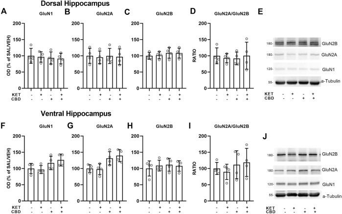 Effects of cannabidiol (CBD) treatment on ketamine (KET)-induced alterations of NMDA receptor subunit protein expression levels in the dorsal hippocampus (top row) and the ventral hippocampus (bottom row). (A,F): GluN1; (B,G): GluN2A; (C,H): GluN2B; (D,I): GluN2A/GluN2B ratio; (E,J): A representative band of the protein of interest and the corresponding loading marker band. Data are presented as percentage of the SAL/VEH group. The optical density (OD) of each band was divided by the corresponding loading marker. Statistical analysis was performed by two-way ANOVA.