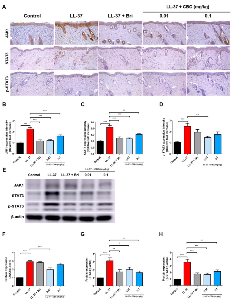 CBG inhibits JAK–STAT pathway activation in LL-37-induced rosacea-like skin lesions. (A) Immunohistochemical (IHC) staining of JAK1, STAT3, and phosphorylated STAT3 (p-STAT3) in dorsal skin sections (original magnification, ×200; scale bar = 100 μm). (B–D) Quantification of IHC staining intensity using Fiji ImageJ software. (E) Representative Western blot images of JAK1, STAT3, and p-STAT3 protein expression in the dorsal skin lysates. (F–H) Quantitative densitometric analysis of Western blot bands normalized to actin using the ImageJ software. Data are presented as mean ± SEM (n = 8). * p < 0.05, ** p < 0.01, and *** p < 0.001 compared to the control or LL-37 group. CBG, cannabigerol; Bri, brimonidine; JAK, Janus kinase; STAT, signal transducer and activator of transcription; p-STAT3, phosphorylated STAT3; LL-37, cathelicidin peptide LL-37.