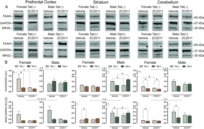 Effect of chronic ZCZ011 treatment on FAAH and MAGL expression in various CNS regions.FAAH and MAGL expression levels were assessed in the prefrontal cortex, striatum, and cerebellum for vehicle- and ZCZ011-treated Tat(–) and Tat(+) mice via Western blot analysis. Data were normalized to the housekeeping protein GAPDH. (A) Representative immunoblots for FAAH, MAGL, and GAPDH for all groups used in the study. (B and C) A main effect of sex was noted in prefrontal cortex, striatum and cerebellum with males displaying higher levels of FAAH and MAGL as compared to females. Additionally, the levels of FAAH and MAGL expression were differentially affected in all the regions based on sex, genotype, and drug treatment. All data are expressed as mean ± the standard error of the mean (SEM). Statistical significance was assessed by ANOVAs; γp ≤ 0.05 main effect of sex; αp ≤ 0.005 main effect of genotype; εp ≤ 0.05 main drug effect; φp ≤ 0.05 main drug x genotype interaction; γp ≤ 0.05 main drug x sex interaction; δp ≤ 0.05 main genotype x sex interaction. Separate ANOVAs for females and males; θp ≤ 0.05 drug effect for females; ιp ≤ 0.05 genotype effect for females or males; ηp ≤ 0.05 drug x genotype interaction males. Follow-up Tukey’s post hoc tests; *p = ≤ 0.05. ZCZ011 dose = 10 mg/kg. N = 32(16f); AU, arbitrary unit.