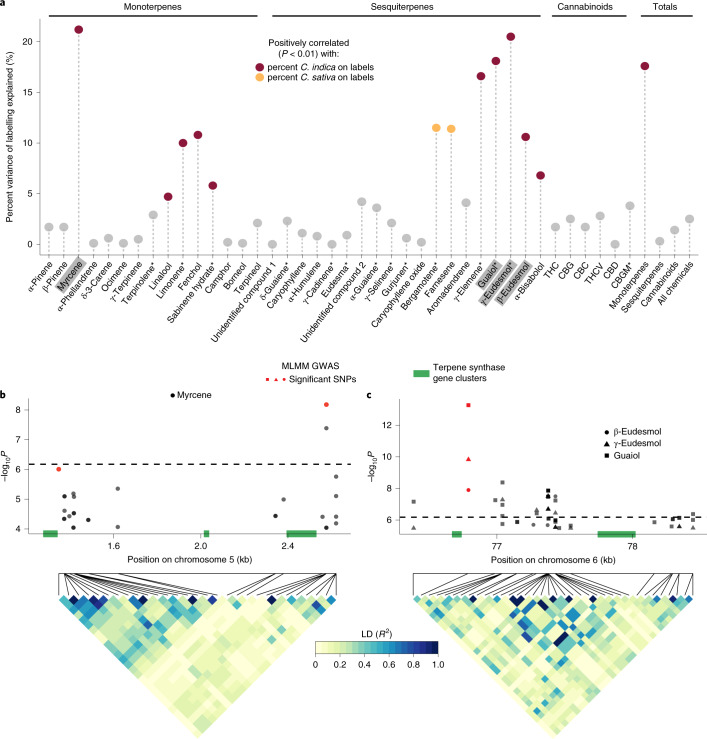 The genetic control of terpenes underlying Cannabis labelling.a, The percent variance of the five-point Sativa–Indica labelling scale that is explained by terpene and cannabinoid concentrations from Pearson correlations. The P values were Bonferroni-adjusted for multiple comparisons. The asterisks denote chemicals with tentative identifications. GWAS results are shown for chemicals highlighted in grey. b,c, Manhattan plots of mixed linear model (MLM) GWAS for myrcene on chromosome 5 (b) and for guaiol, γ-eudesmol and β-eudesmol on chromosome 6 (c). The significance thresholds from the MLM are shown as horizontal dashed lines. Significant SNPs from the MLMM GWAS are red. Terpene synthase gene clusters are green. Below the Manhattan plots are heat maps of the pairwise LD (R2) between pairs of SNPs that appear in the Manhattan plots.