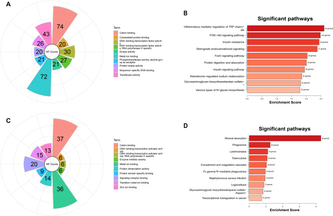 GO and KEGG analyses of the genes in ceRNA networks (A, B) and macrophages (C, D). (A, C) were the molecular function terms in which the area of the sector corresponds to the number of terms. (B, D) were the KEGG pathways results in which the X-axis is enrichment score and the Y-axis is the KEGG pathways terms.