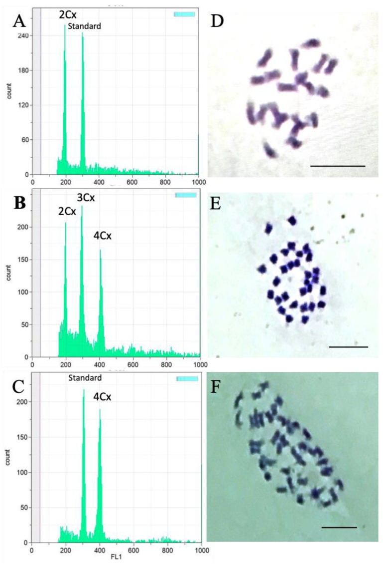 Ploidy identification by flow cytometry and chromosome squashes. Flow cytometric analysis of (A) a diploid C. sativa ‘Stem Cell CBG’ shown with the internal standard, (B) diploid, triploid, and tetraploid F1 hybrids, and (C) a tetraploid F1 hybrid and internal standard. Chromosome squash of (D) a diploid C. sativa ‘Stem Cell CBG’ (2n = 2x = 20), (E) a triploid ‘Stem Cell CBG Seedless’ (2n = 3x = 30), and (F) a tetraploid F1 hybrid (2n = 4x = 40). Internal standard (standard) = QA reference beads UV bright 3 μm (Quantum Analysis GmbH, Münster, Germany). Bar = 10 µm.