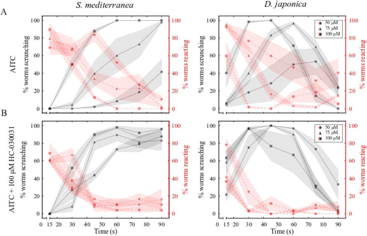 HC-030031 decreases scrunching latency induced by AITC.(A, B) Behavior scoring plots for S. mediterranea (left) and D. japonica (right) showing the percentage of worms scrunching (black lines) or reacting (behaviors other than scrunching, see Methods; red lines) every 15 s over 90 s when exposed to (A) AITC or (B) AITC + 100 μM HC-030031. Markers and shading represent the mean and standard deviation of 3 technical replicates, respectively.