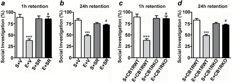 SR pretreatment rescues and CB1RKO provides protection against P7 ethanol-induced social recognition memory loss in adult mice. The percentage of social investigation is shown for S+V-, E+V-, S+SR-, and E+ SR-treated mice at 1h (a) and 24h (b) after the first encounter with the same juvenile mouse. ***p < 0.001 vs. S + V; # p < 0.05 vs. E + V. The percentage of social investigation is shown for S+CB1RWT, E+CB1RWT, S+CB1RKO, and E+CB1RKO mice at 1h (c) and 24h (d) after the first encounter with the same juvenile mouse. Each point is the mean ± SEM (n = 8 mice/group). Two-way ANOVA with Bonferroni’s post hoc test: ***p < 0.001 vs. CB1RWT + S; #p < 0.05 vs. CB1RWT + E.
