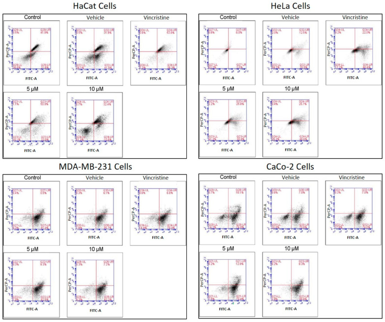 Flow cytometry analysis of cell death types in HaCaT, HeLa, MDA-MB-231, and CaCo-2 cells treated with CBD and controls for 24 h. Cells were stained with 7-AAD and Apopxin Green to differentiate stages of cell death. Each large panel corresponds to a specific cell line: HaCaT, HeLa, MDA-MB-231, and CaCo-2. Within each panel, dot plots represent the treatment conditions: control, vehicle (methanol), vincristine (positive control), 5 μM CBD, and 10 μM CBD. In each dot plot, the quadrants are defined as follows: the lower-left quadrant shows viable cells, the lower-right quadrant shows cells in early apoptosis, the upper-right quadrant corresponds to late apoptosis, and the upper-left quadrant indicates necrotic cells.