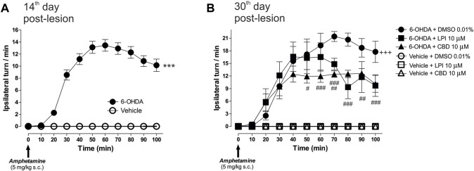 The administration of LPI and CBD in the GPe generated lower levels of 6-OHDA-induced motor asymmetry. (A) Amphetamine-induced turning behavior (5 mg/kg) was evaluated 14 days after the 6-OHDA injection into the MFB, with all animals placed into two groups–vehicle and 6-OHDA. The 6-OHDA group showed an increase in the number of ipsilateral turns per minute, in contrast to the vehicle group, which did not show any ipsilateral turns. (B) Six experimental groups were formed in order to evaluate the amphetamine-induced turning behavior presented by the animals after the intrapallidal administration of 1 µL [LPI 10 µM], [CBD 10 µM], or vehicle (DMSO 0.01%) on the 30th day post-lesion. Lower levels of 6-OHDA-induced motor asymmetry in 6-OHDA + LPI and 6-OHDA + CBD groups, a finding which contrasts with the 6-OHDA + DMSO. Data are represented as the mean ± SEM of ipsilateral turns per minute (10 periods of 10 min). *** p < 0.001 vs. vehicle; +++ p < 0.001 vs. vehicle + DMSO 0.01%; # p < 0.05, ## p < 0.01 and ### p < 0.001 vs. 6-OHDA + DMSO 0.01%; a two-way ANOVA followed by a Bonferroni post-hoc test, (n = 6–8/group).
