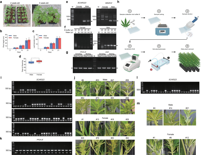 (a) Growth phenotypes of two- and three-week-old plants are shown. (b), (c) Quantification of plant height (b) and leaf length (c) of four-week-old male and female plants is shown. Data are presented as means ± standard deviation (SD) (n = 16 for male plants and 20 for female plants). (d) Quantification of flowering time is indicated (* Indicates statistical significance with p < 0.05 compared to male plants, as determined by Student’s t -test). (e) Agarose gel pictures show successful amplification of two male-specific DNA markers using primers against SCAR323 (323 bp amplicon, left panel) and MADC2 (390 bp amplicon, right panel). Genomic DNA was extracted from fan leaves of two-month-old female and male Otto II BOAX plants using the Edwards method. (f) Agarose gel images show the absence of SCAR323 amplicons in DNA from female plants (left panel) and their presence in DNA from male plants (right panel). In addition, various dilutions with ultrapure water at the indicated volumes were tested. (g) Agarose gel picture shows PCR results from a comparison between DNA extracted with the Edwards method and through high-temperature chemical lysis using the housekeeping genes PP2A-B′ (555 bp amplicon) and GAD (578 bp amplicon). The DNA ladder is labeled as ‘M’ in all panels, and the white asterisk indicates the 500 bp band on the ladder. (h) Various steps of the CRISP pipeline are outlined. Step 1: Collect 2–3 mg of fan leaf tissue from two-week-old hemp seedlings and immerse the samples in 20 μl of B buffer in a 96-well plate. Step 2: Heat the plate at 100 °C for 10 minutes on a heat block. Step 3: Dilute each sample with 100 μl of ultrapure water using a multi-channel pipette. Step 4: Add 1 μl of the extracted solution to 11 μl of Taq DNA polymerase PCR master mix containing SCAR323 primers. Step 5: Load the PCR products onto a 1% agarose gel to visualize the SCAR323 amplicon. Step 6: Discard male seedlings, and transfer female plants to larger pots for continued growth. (i) Agarose gel picture shows the result of a PCR analysis using SCAR323 primers (323 bp amplicon) from 96 two-week-old Otto II BOAX seedlings as part of the CRISP pipeline. The DNA ladder is indicated as 'M' in the figure. (j) Photographs were taken from flowers to confirm the presence or absence of male flowers. PCR-confirmed flower phenotypes of eight male and eight female plants are shown, with plant line numbers corresponding to those presented in panel (i). (k) Agarose gel picture shows PCR results from 16 DNA samples using the housekeeping gene PP2A-B′ (555 bp amplicon). The DNA ladder is indicated as 'M' in the figure. Plant line numbers correspond to those presented in panel (i). (l) Agarose gel image showing the results of the CRISP pipeline used to detect male seedlings among 24 two-week-old Cherry #4 seedlings, using SCAR323 primers (323 bp amplicon). The DNA ladder is indicated as 'M' in the figure. (m) Photographs were taken from flowers to confirm the presence or absence of male flowers. PCR-confirmed flower phenotypes of three male and three female plants are shown, with plant line numbers corresponding to those presented in panel (k). Parts of panel (h) were created with BioRender (https://BioRender.com/g4jl8ch).