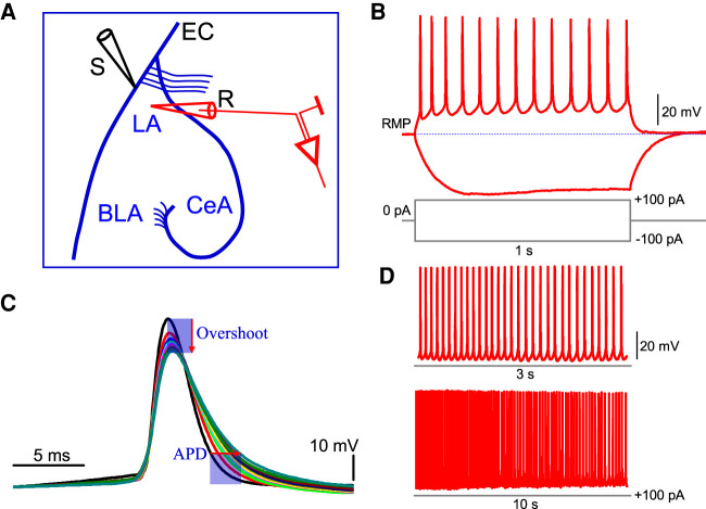 Experimental setup and action potentials phenotype. (A) Schematic drawing of amygdala in coronal plane and the electrodes positions. (LA) Lateral nucleus of amygdala, (BLA) basolateral nucleus of amygdala, (CeA) central amygdaloidal nucleus, (EC) external capsule, (R) recording electrode, (S) stimulating electrode. (B,C) Electrophysiological properties of two representative interneurons in LA. (RMP) Resting membrane potential in B: −65.5 mV; in C: −60.1 mV. (D) Spontaneously generated spikes in LA interneuron. Note a small adaptation in rate during 3 sec, while RMP depolarization within 10 sec. Amplitude and time scale bars are shown. The duration of pulse protocol identically reflects the time scale for B.