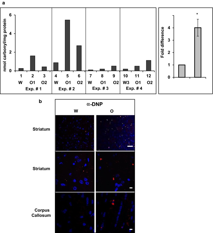 Chronic oxycodone treatment increases protein carbonyl content in rat cortex. a BioVision carbonyl content assay of proteins from cortex lysates of rats treated with water (W) or oxycodone (O1, O2). Left panel, assay was performed according to a manufacture protocol using four sets of animal groups that represented four different litters, labeled as Exp. #. Data expressed as nanomol of carbonyl groups per milligram of protein using BSA as standard. Right panel, graph representing mean value of carbonyl content in cortex lysates normalized to the corresponding water samples set as one for each experiment (± SEM; n = 4 (four BioVision experiments that analyzed samples from 10 water and 20 oxycodone treated rats; p = 0.012). Statistical analysis of carbonyl content in oxycodone relative to water exposed cortex lysates was performed using Student’s t-test. b Immunofluorescent analysis of carbonylated proteins in cortex of rats treated with water (W) or oxycodone (O). Scale bar denotes 50 µm for the top striatum images and 5 µm for the middle striatum and lower corpus callosum images