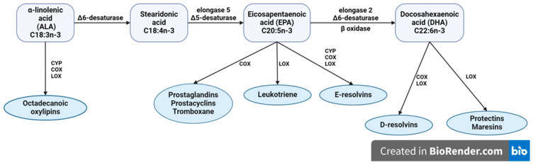 The metabolic conversation of α-linolenic acid (ALA) to long-chain polyunsaturated fatty acids of n-3 family through series of elongation and desaturation steps in the metabolic pathway; ALA and its metabolites eicosapentaenoic (EPA) and docosahexsaenoic (DHA) are precursors for synthesis of several classes of oxylipins that show anti-inflammatory and/or pro-resolving effects. CYP, cytochrome P450 oxidase; COX, cyclooxidase; LOX, lipooxidase.