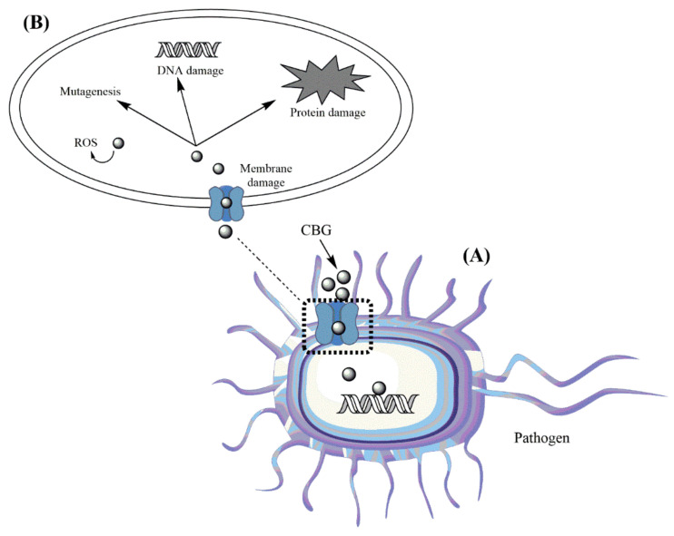Schematic illustration of antibacterial mechanism of cannabinoid, with CBG (17) as an example. CBG (17) causes bacterial cytoplasmic membrane damage (A) that results in the destruction of protein and DNA and the production of reactive oxygen species (ROS) within the bacterial cell (B) (created with ChemDraw Professional).