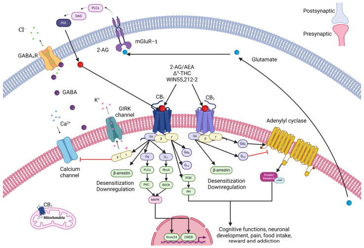 Signal transduction of CB1 and CB2. The postsynaptic neuron synthetizes and releases eCBs on the presynaptic terminal, where they bind to the cannabinoid receptors present in the presynaptic neuron. Once an eCB binds its receptor, there is a presynaptic inhibition of the Ca2+ flow, promoted by the inhibition of the CaV-type calcium channels and the activation of the G Protein-Coupled, Inward-Rectifying K+ (GIRK) channels. Additionally, the activation of the GIRK channels reduces calcium flow due to an increase in K+ conductance, producing hyperpolarization. This Ca2+ flow is responsible for a balance between the processes of Ca2+-dependent activation, such as muscle contraction and the release of neurotransmitters. Created with Biorender.com. Modified from Fletcher-Jones et al. (2020); Leo and Abood (2021); Gasperi et al. (2023) [23,32,33].