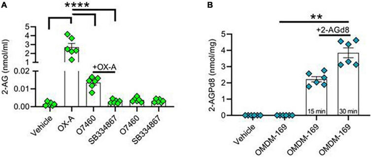 Orexin-A raises 2-AG and 2-AG-derived 2-AGP levels in hippocampal neurons. (A) Bar graph with mean ± SEM. of 2-AG levels in hippocampal primary neurons in different experimental condition: vehicle, OX-A (300 nM), OX-A (300 nM), + O7460 (10 μM), OX-A (300 nM), + SB334867 (10 μM), O7460 (10 μM), SB334867 (10 μM). 2-AG levels: vehicle (0.001 ± 0.0004 nmol/ml), OX-A (2.6 ± 0.4 nmol/ml), OX-A + O7460 (0.01 ± 0.001), OX-A + SB334867 (0.002 ± 0.0004 nmol/ml), O7460 (0.003 ± 0.0005 nmol/ml), SB334867 (0.003 ± 0.0003 nmol/ml), n = 6 wells per experimental group, one-way ANOVA with Bonferroni post hoc test, F = 6.3. (B) Bar graph with mean ± SEM. of 2-AGPd8 levels in hippocampal primary neurons in different experimental conditions: Vehicle, OMDM-169 (10μM), 2-AGd8 (50μM) + OMDM-169 (10μM) for 15 and 30 min of incubation. 2-AGPd8 levels: vehicle and OMDM-169 (undetectable), 15 min 2-AGd8 + OMDM-169 (2.22 + 0.15 nmol/mg), 30 min 2-AGd8 + OMDM-169 (3.8 ± 0.3 nmol/mg), Kruskal–Wallis test and Dunn’s post-hoc test, Kruskal–Wallis statistic 22.20, **p < 0.01.