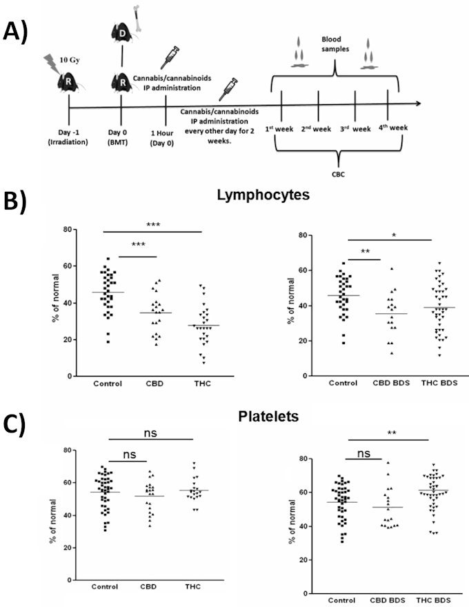 Cannabis/Cannabinoids Administration to Syngeneic Bone Marrow Transplantation Model.A: Recipient C57BL/6 mice (R) received lethal whole-body irradiation and were reconstituted with 8×106 donor C57BL/6 (D) bone marrow cells. Cannabis/cannabinoids were administered IP every other day, for 2 weeks from the day of transplantation. Blood samples for complete blood counts were obtained once a week. B: Lymphocyte counts (day 21 after transplantation) in pure cannabinoid-treated groups (left) and BDS-treated groups (right) are presented. C: Platelet counts in pure cannabinoid-treated groups (left) and BDS-treated groups (right), day 14 after transplantation. * P<0.05; ** P<0.001; *** P<0.0001. Modified from Figure 4 in Khuja et al.17; reused under creative commons license (CC BY 4.0).BDS, botanical drug substance; BMT, bone marrow transplantation; IP, intraperitoneally; THC, Δ9-tetrahydrocannabinol.
