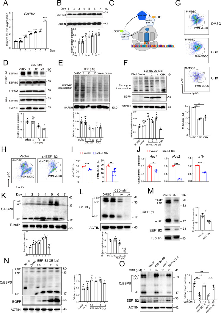 CBD inhibits CEBP/β protein synthesis mediated by EEF1B2 in MDSCs generation. (A) Eef1b2 gene expression increased in bone marrow-derived MDSCs at different culture time detected by qPCR (n=3). (B) EEF1B2 protein expression increased in bone marrow-derived MDSCs at different culture time. (C) The work model of EEF1B2 interaction with EEF1A1 to modulated the GDP to GTP transition of EEF1A1 in translation process. (D) CBD disrupted the interaction between EEF1B2 and EEF1A1 detected by IP. (E) CBD inhibited translation in MDSCs generation. CHX was used as positive control to culture MDSCs for 4 or 8 hours to inhibit translation. (F) EEF1B2 overexpression promoted translation in MDSCs. (G) FACS results showing that CBD inhibited MDSCs generation through disrupting intracellular protein translation (n=3). CHX was used as a positive control to inhibit translation. (H) Representative FACS results showing that EEF1B2 knockdown prevented the generation of MDSCs from bone marrow cells (n=5). (I) The statistical analysis of the percentage of two MDSC subtypes in (L). (J) Functional gene expression decreased in MDSCs after EEF1B2 knockdown. (K) C/EBPβ protein expression increased in bone marrow-derived MDSCs at different culture time. (L) CBD inhibited C/EBPβ protein expression during MDSCs generation. (M) EEFB12 knockdown inhibited C/EBPβ protein expression. (N) EEF1B2 overexpression increased C/EBPβ protein expression. (O) EEF1B2 overexpression relieved the inhibitory effect of CBD on C/EBPβ protein expression during MDSCs generation. *p<0.01,**p<0.01, ***p<0.001. P values were calculated by Student’s t-test or one-way ANOVA with Tukey’s multiple comparisons test. ANOVA, analysis of variance; CBD, cannabidiol; CHX, cycloheximide; FACS, fluorescence-activated cell sorting; IP, immunoprecipitation; MDSC, myeloid-derived suppressor cell; ns, not significant; qPCR, quantitative PCR.