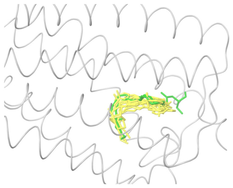 Docking of exogenous agonists from Table 1 into the structure of activated CB1 obtained from the crystal complex with AM11542 (yellow). Docked endogenous cannabinoid (anandamide) is shown in green.