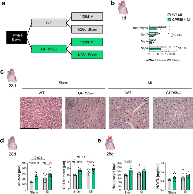 Impact of GPR55 deficiency on LV hypertrophy following MI. (a) Study design to assess the role of GPR55 in early hypertrophy and long-term remodelling. GPR55−/− and WT mice were randomly assigned to MI or sham surgery for 1 day or 28 days. (b) LV expression of foetal genes and Myh7 expression relative to the adult MHC isoform Myh6 in WT and GPR55−/− mice 1 day post-MI, as fold over Sham WT. (c) Representative haematoxylin & eosin stained midventricular cross-sections from WT and GPR55−/− mice 28 days post-MI or sham surgery, respectively (× 40 magnification, scale bar 100 µm) and (d) quantification of cardiomyocyte cross sectional area and diameter. (e) Heart weight (HW) per se and normalized against tibia length (TL) in WT and GPR55−/− mice 28 days post-MI or sham surgery, respectively. Bars indicate mean ± SE (n = 6–11/group) (Two-way ANOVA with Sidak’s post hoc test).