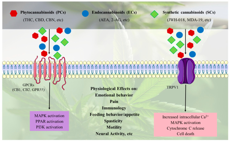 PCs, ECs and SCs exert their effects by interacting with G-protein coupled receptors (GPCRs) such as CB1, CB2, and G protein-coupled receptor 55 (GPR55), or ion channels like transient receptor potential vanilloid 1 (TRPV1). This interaction triggers various cellular responses that influence a wide range of physiological processes, including emotional behavior, depression, nervous functions, neurogenesis, anxiety, feeding behavior/appetite, reward, cognition, learning, memory.