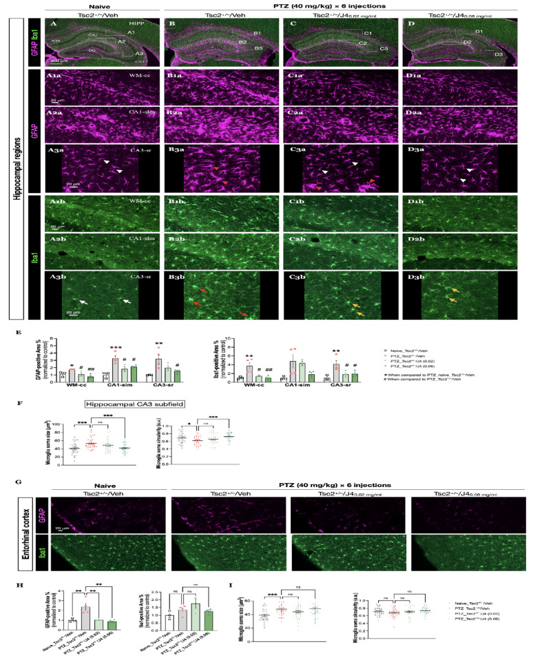 A-D Co-immunostaining of GFAP (magenta) (A1a-D3a) and Iba1 (green) (A1b-D3b) of the hippocampal region of the indicated groups was performed, and 3 magnified images from the marked regions of each group are shown (A1-A3, B1-B3, C1-C3, D1-D3). Rectangle 1, 2, and 3 indicate the WM-cc, CA1-slm, and CA3-sr regions, respectively. Visualization of GFAP-positive cells shows non-reactive astrocytes, indicated by the white arrowheads (A3a, C3a, D3a) and reactive astrocytes, indicated by the red arrowheads (B3a, C3a). Visualization of Iba1-positive cells shows resting microglia, indicated by the white arrows (A3b); and activated microglia with high ramification, indicated by the red arrows (B3b), and activated microglia with less ramification, indicated by the yellow arrows (C3b, D3b). E Quantitative results of GFAP- (left panel) and Iba1-positive area percentage (right panel) of each brain region are shown. F Quantitative results of microglia soma size (left panel) and circularity (right panel) at CA3 subfield are shown. Data presented as mean ± SEM, *p < 0.05, ** p < 0.01, ***p < 0.001, ****p < 0.0001, n.s. not significant, using one-way ANOVA, with Bonferroni correction as the post-hoc test for multiple comparisons