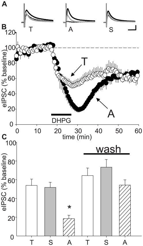 Comparison of eIPSC suppression caused by DHPG from different sources.(A) Representative traces showing how eIPSCs recorded with KGluc-filled electrodes were affected by 10-min applications of DHPG from Tocris Bioscience (T, left), Ascent Scientific, Asc-08007-1-1 (A, middle), or Sigma Aldrich (S, right). In this and all other experiments except those in Fig. 4, S-3,5 DHPG was applied at 50 µM. Black trace = baseline, dashed trace = DHPG, gray trace = 25 min washout. Each trace is the average of ten consecutive responses. Cal. bars: y:100 pA, x: 50 ms. Results are expressed as percent of baseline eIPSC amplitudes. (B) Group data obtained with T-DHPG (white circles) or Asc-08007-1-1 (black circles) DHPG; S-DHPG data were omitted from the graph for clarity. (C) Summary of peak eIPSC depressions: T-DHPG: 54.0±6.7%, n = 8, p<0.01; S-DHPG: 51.7±5.5, n = 8, p<0.01, and Asc-08007-1-1, 18.5±3.6%, n = 5, p<0.001). Late eIPSC depressions (iLTD) were measured after 25-min DHPG washout (Wash) period. T-DHPG: 64.4±8.0%, n = 7, p<0.01; S-DHPG: 73.4±8.2, n = 5, p<0.05, and Asc-08007-1-1, 54.2±5.6%, n = 5, p<0.05). The effect of Asc-08007-1-1 differed significantly from the others during DHPG application (asterisk, p<0.05) but not after a 25-min washout.